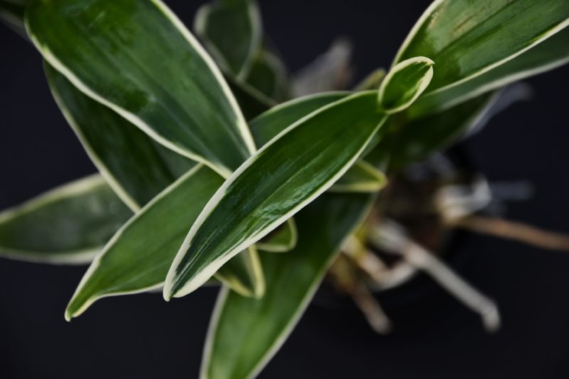 Dendrobium Golden Blossom Marginata