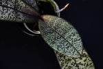 Load image into Gallery viewer, Phalaenopsis schilleriana 'Wilson' - silver leaves
