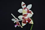 Carica l'immagine nel visualizzatore Galleria, Phalaenopsis Tetrasambo (Phal. amboinensis x Phal. tetraspis)