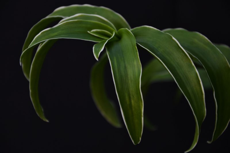 Dendrobium anosmum (variegata)