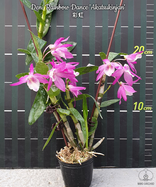 Dendrobium Rainbow Dance 'Akatsukinjan'
