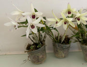 Dendrobium moniliforme 'Suitan' x 'Suihou' 翠丹 x 翠寶