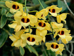 Carica l'immagine nel visualizzatore Galleria, Dendrobium Gatton Sunray (Den. pulchellum x Den. Illustre)