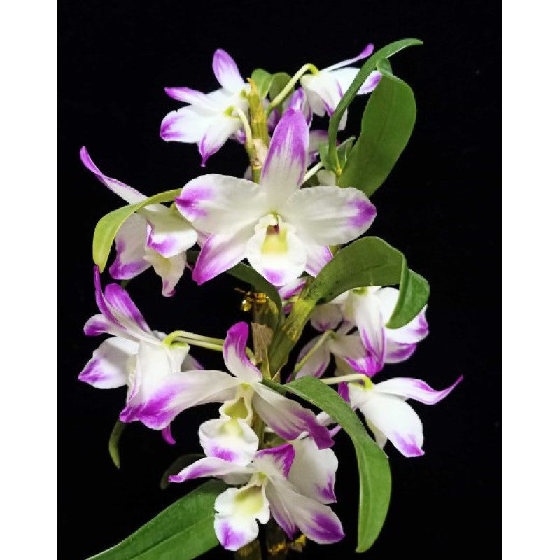 Dendrobium nobile 'Bouquet Purple Rain'