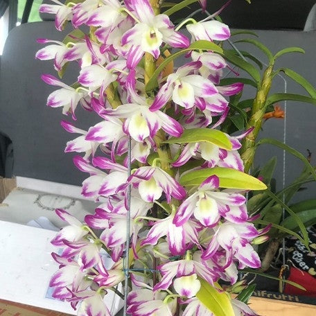Dendrobium nobile 'Bouquet Purple Rain'