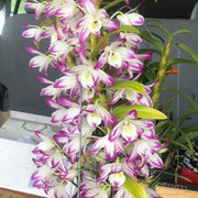 Dendrobium nobile 'Bouquet Purple Rain'