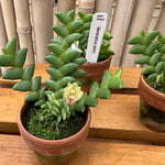 Carica l'immagine nel visualizzatore Galleria, Dendrobium leonis