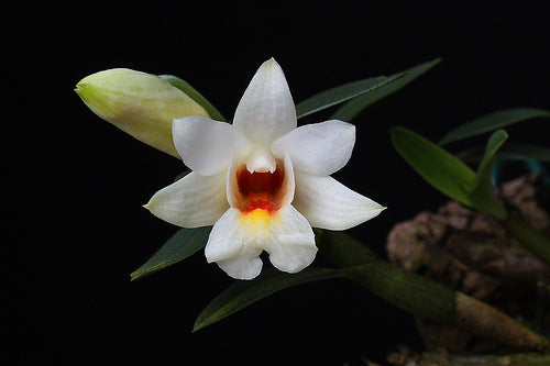 Dendrobium christyanum