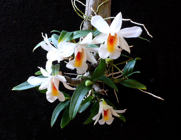 Dendrobium christyanum