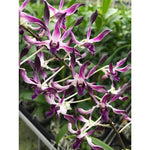 Load image into Gallery viewer, Dendrobium Betty Goto f. coerulea (Den. Brisbane x Den. Blanche Aisaka)