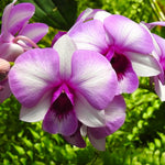 Carica l'immagine nel visualizzatore Galleria, Dendrobium Burana Racha