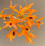 Carica l'immagine nel visualizzatore Galleria, Dendrobium Chanthaboon Sunrise 'Aes' (Dendrobium lamyaiae x Dendrobium friedericksianum)