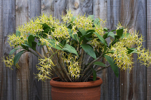Dendrobium Hilda Poxon (speciosum x tetragonum)