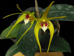Load image into Gallery viewer, Dendrobium Hilda Poxon (speciosum x tetragonum)