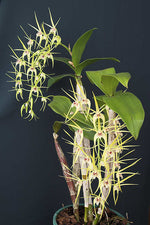 Load image into Gallery viewer, Dendrobium Hilda Poxon (speciosum x tetragonum)