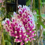 Load image into Gallery viewer, Dendrobium Lee Chang Yi Miriam (secundum × smillieae)