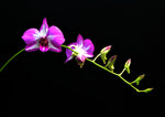 Carica l'immagine nel visualizzatore Galleria, Dendrobium Little Thailand Princess