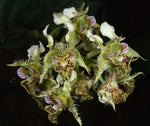 Carica l'immagine nel visualizzatore Galleria, Dendrobium polysema