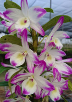 Load image into Gallery viewer, Dendrobium nobile 'Bouquet Purple Rain'