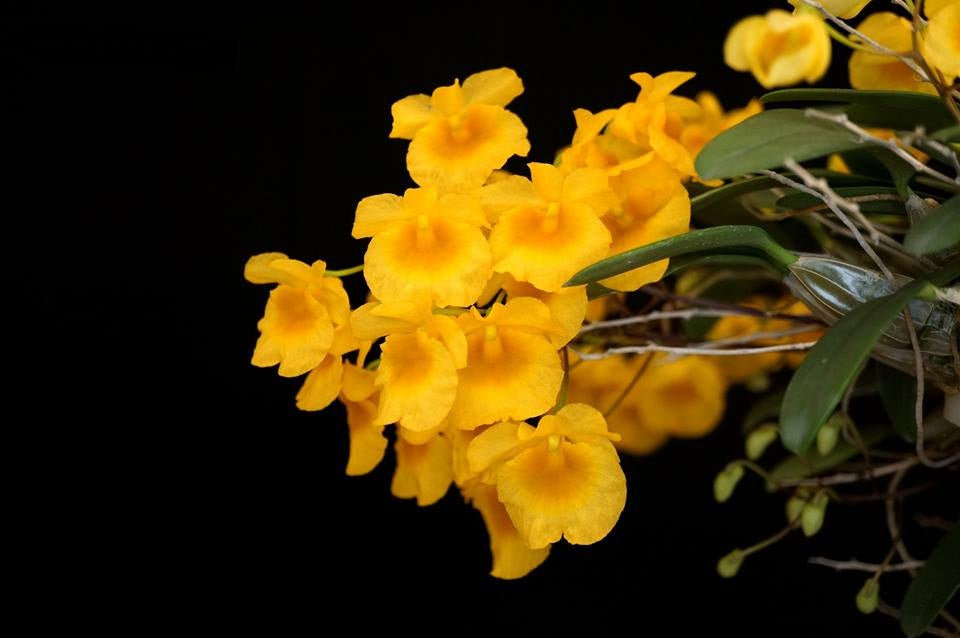 Dendrobium Ueang Pheung (Den. jenkinsii x Den. aggregatum)