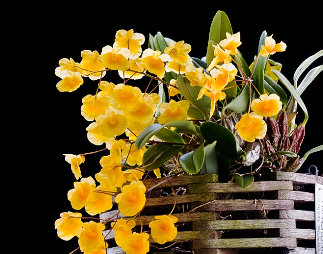 Dendrobium aggregatum