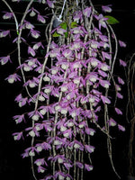 Load image into Gallery viewer, Dendrobium aphyllum syn. pierardii
