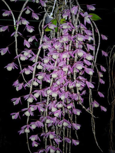 Dendrobium aphyllum syn. pierardii