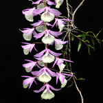 Load image into Gallery viewer, Dendrobium aphyllum syn. pierardii