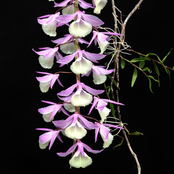 Dendrobium aphyllum syn. pierardii