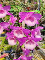 Load image into Gallery viewer, Dendrobium aphyllum × anosmum