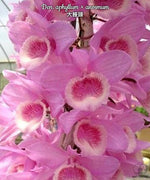 Load image into Gallery viewer, Dendrobium aphyllum × anosmum