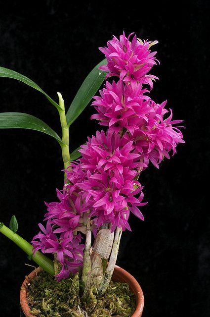 Dendrobium bracteosum var. tannii