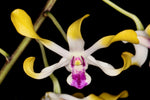 Carica l'immagine nel visualizzatore Galleria, Dendrobium canaliculatum var. tattonianum