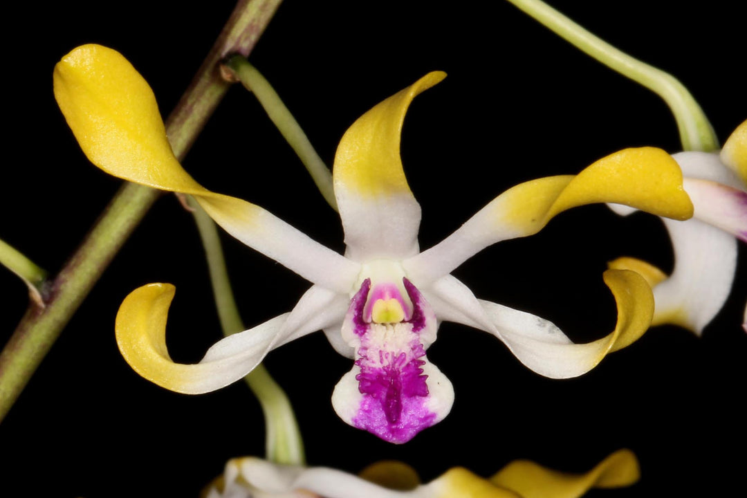 Dendrobium canaliculatum var. tattonianum