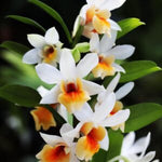 Carica l'immagine nel visualizzatore Galleria, Dendrobium Christy Dawn (Dendrobium christyanum × Dendrobium Dawn Maree)