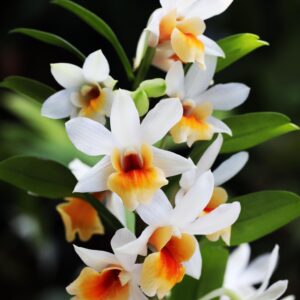 Dendrobium Christy Dawn (Dendrobium christyanum × Dendrobium Dawn Maree)