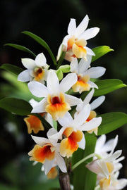 Dendrobium Christy Dawn (Dendrobium christyanum × Dendrobium Dawn Maree)