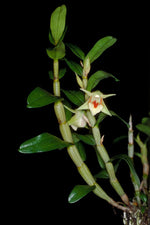 Carica l'immagine nel visualizzatore Galleria, Dendrobium cruentum