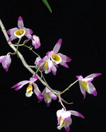 Carica l'immagine nel visualizzatore Galleria, Dendrobium crystallinum