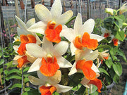 Dendrobium Dawn Maree x Christy Dawn