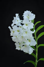 Load image into Gallery viewer, Dendrobium dearei