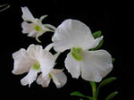 Load image into Gallery viewer, Dendrobium dearei