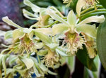 Carica l'immagine nel visualizzatore Galleria, Dendrobium delacourii