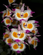 Carica l'immagine nel visualizzatore Galleria, Dendrobium devonianum