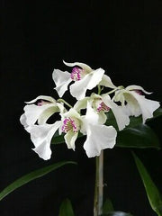 Dendrobium eximium x (eximium x rhodostictum)
