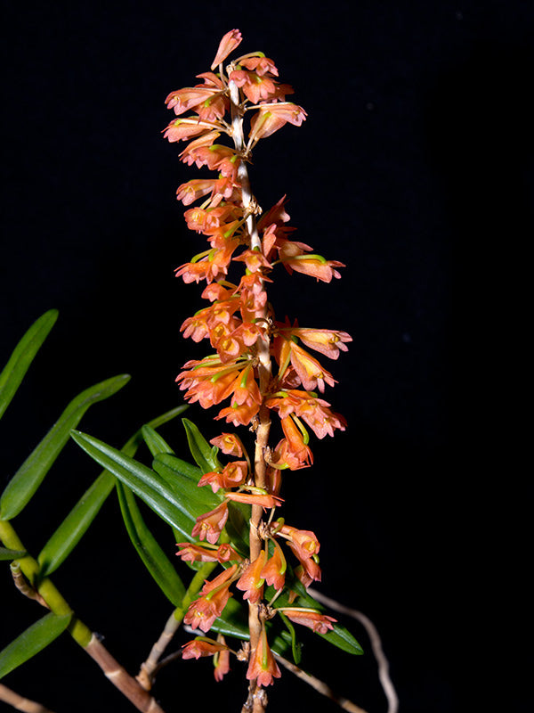Dendrobium faciferum