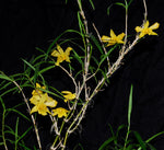 Carica l'immagine nel visualizzatore Galleria, Dendrobium hancockii