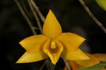 Carica l'immagine nel visualizzatore Galleria, Dendrobium hancockii