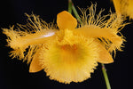 Carica l'immagine nel visualizzatore Galleria, Dendrobium harveyanum