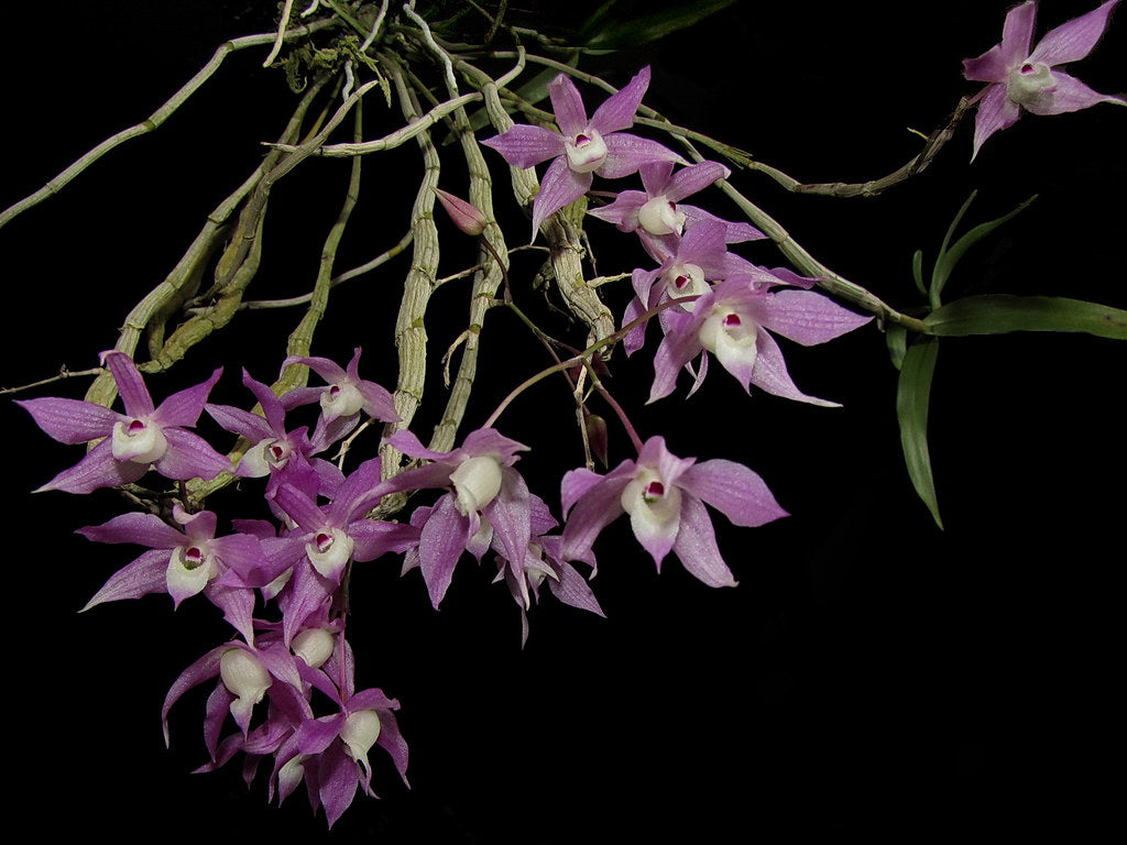 Dendrobium hercoglossum